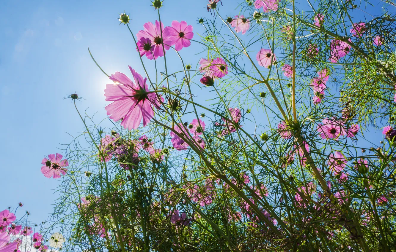 Фото обои поле, лето, небо, солнце, цветы, colorful, луг, summer