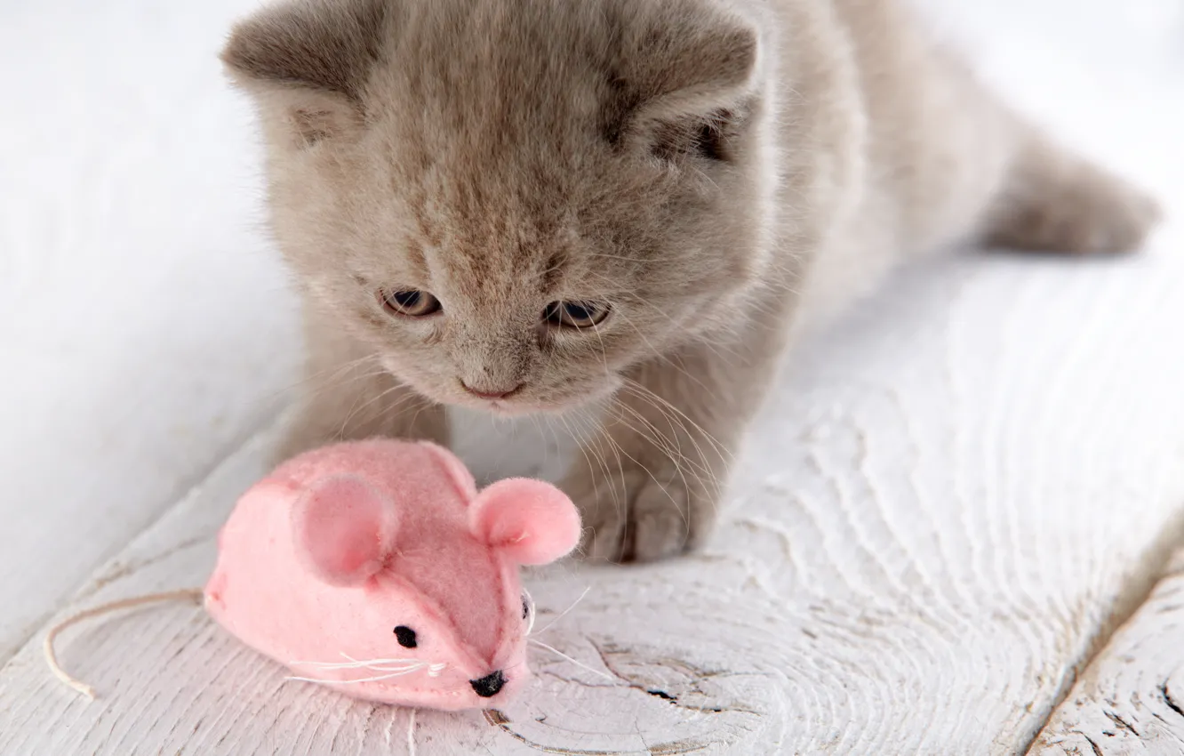 Фото обои игрушка, мышь, мышка, котёнок