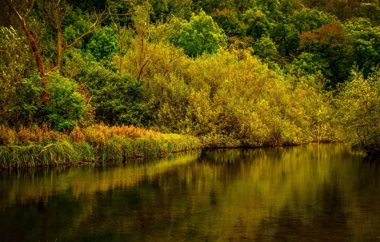 Фото обои осень, лес, деревья, река, Великобритания, Derbyshire