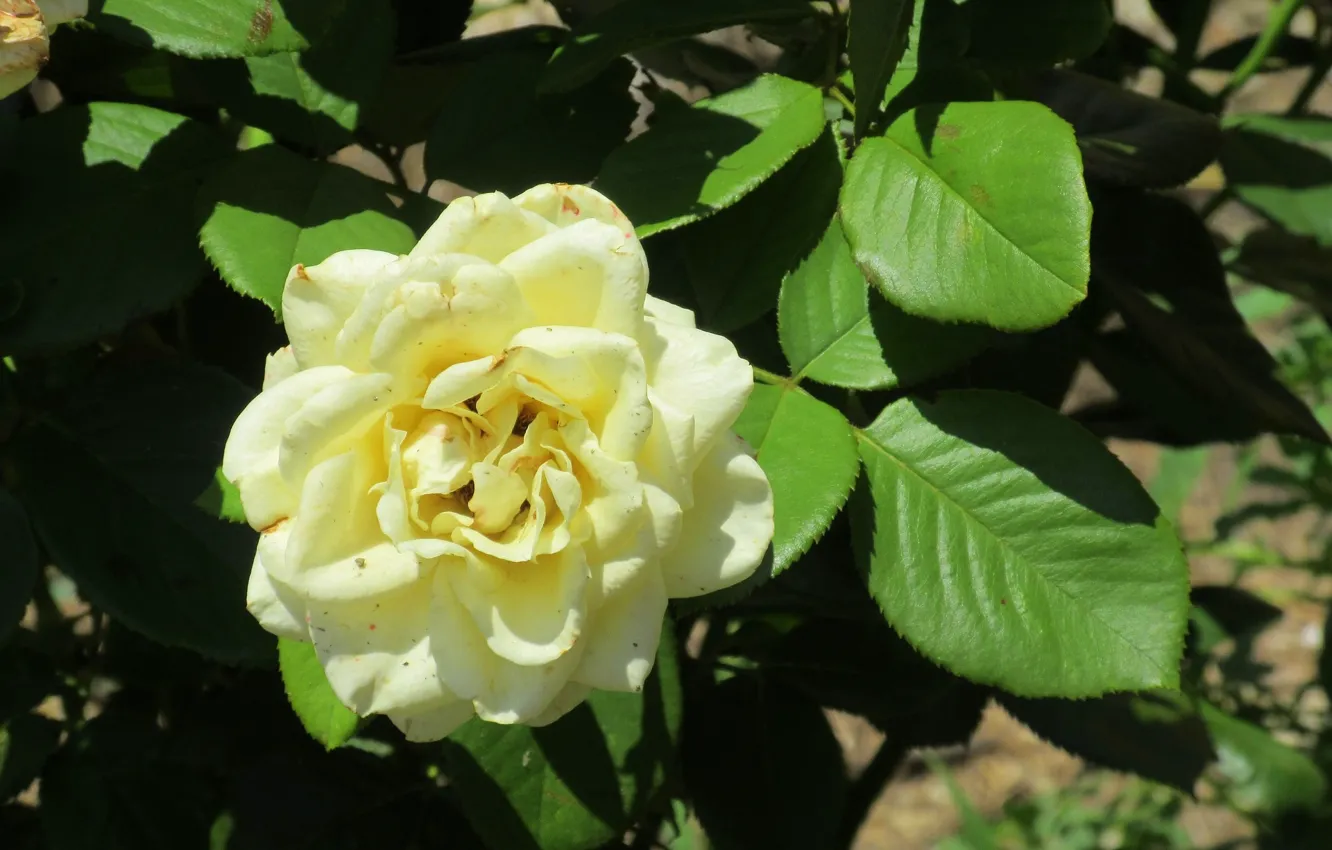 Фото обои листья, роза, белая роза, Meduzanol ©, Лето 2018