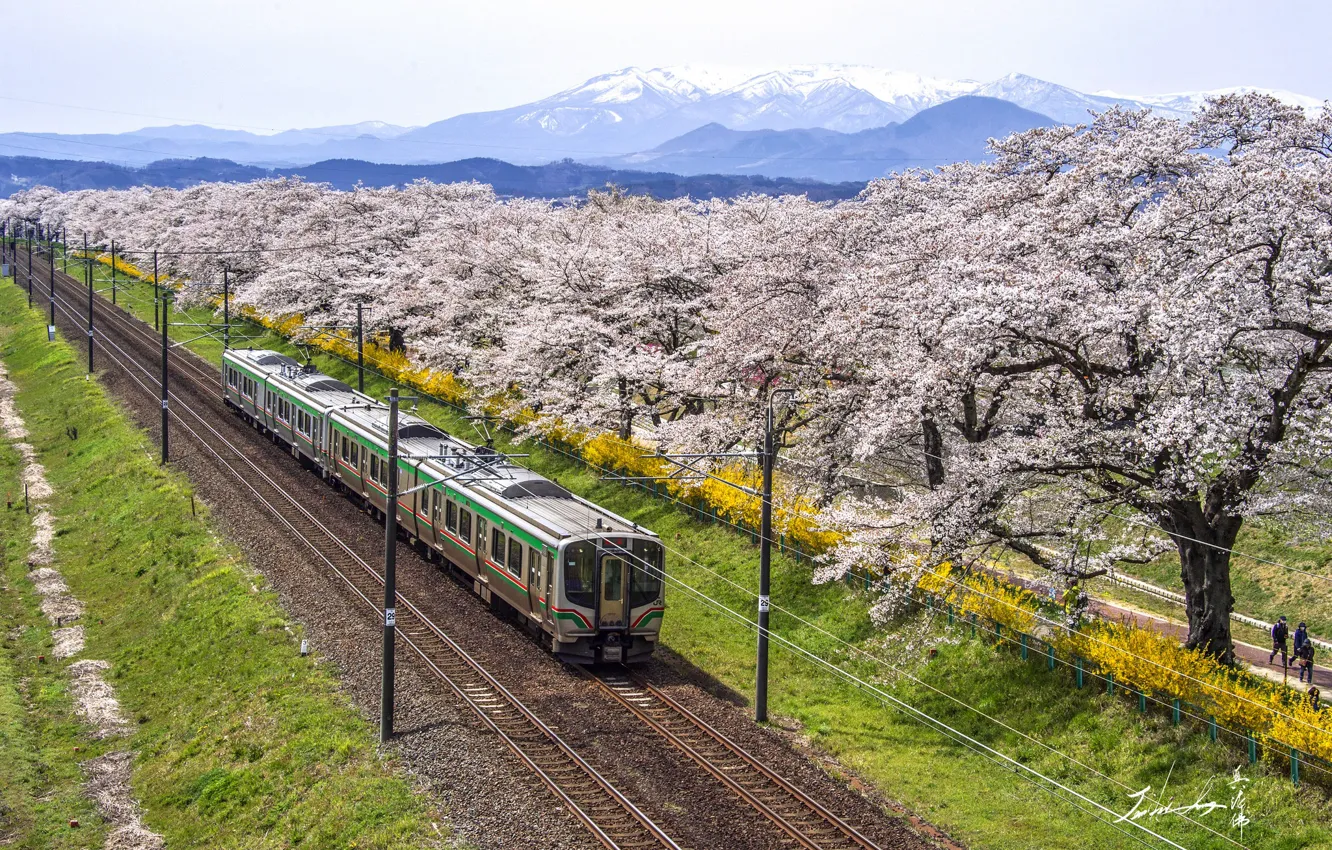 Фото обои пейзаж, горы, поезд, сакура