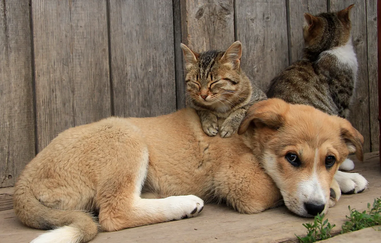 Фото обои кошки, собака, друзья