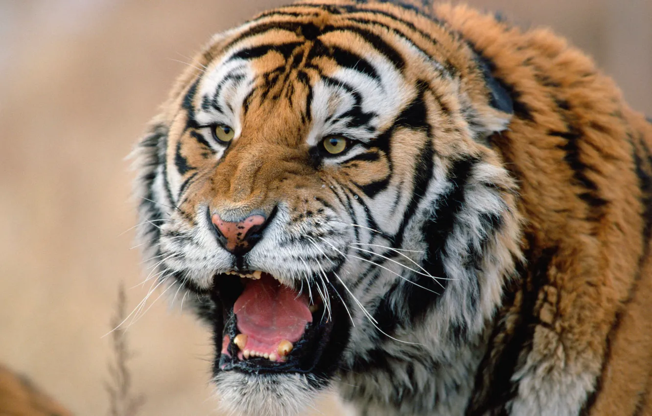 Фото обои морда, тигр, хищник, сибирский