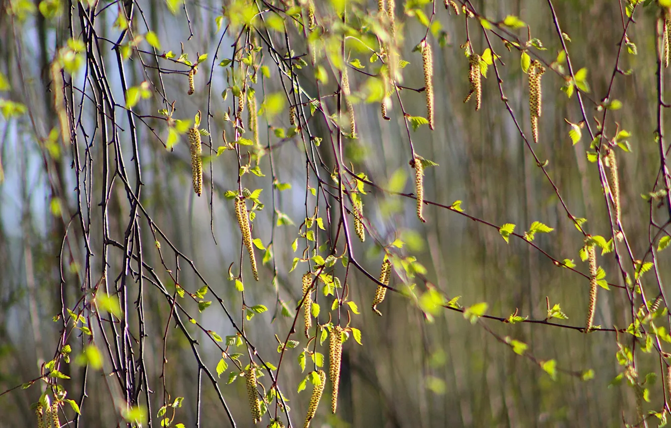 Фото обои autumn, tree, twig