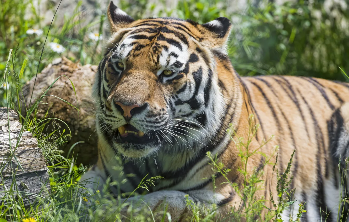 Фото обои кошка, лето, трава, амурский тигр, ©Tambako The Jaguar