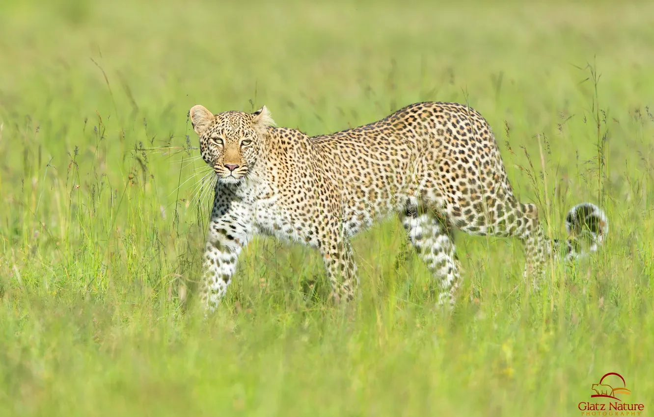 Фото обои трава, хищник, леопард, саванна