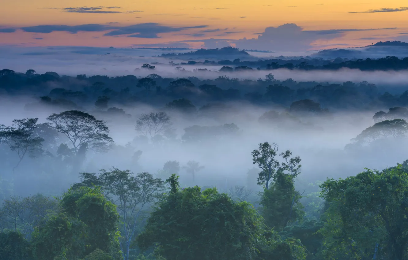 Фото обои лес, туман, рассвет, Бразилия, Амазония