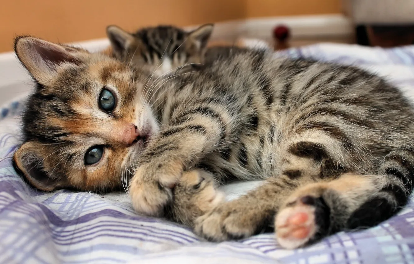 Фото обои глаза, взгляд, полоски, котенок, кровать, Кошка, лежит