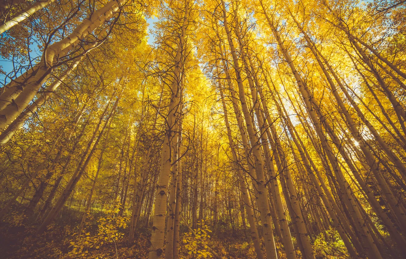 Фото обои осень, лес, деревья, роща