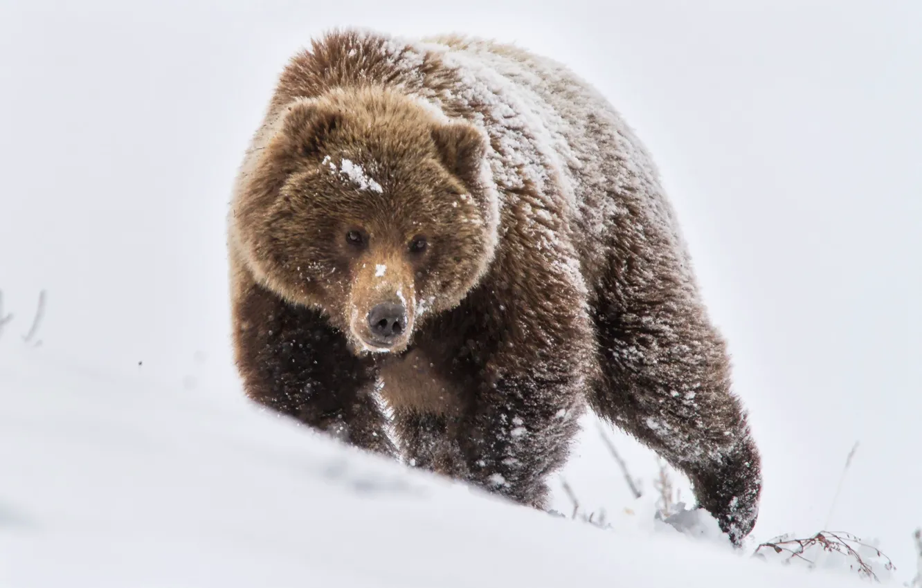 Фото обои зима, снег, природа, медведь