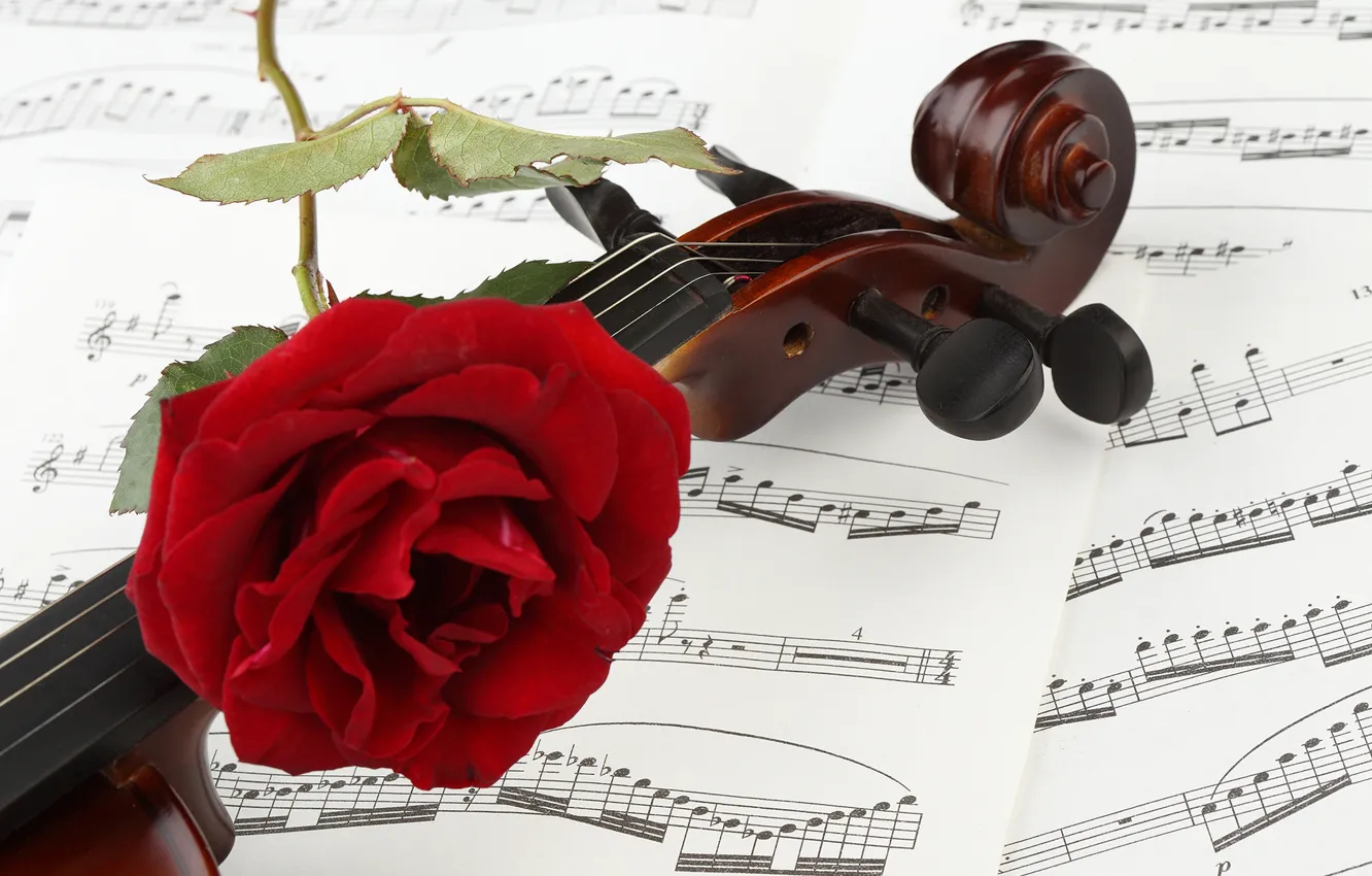 Фото обои цветок, крупный план, ноты, скрипка, роза, красная, боке