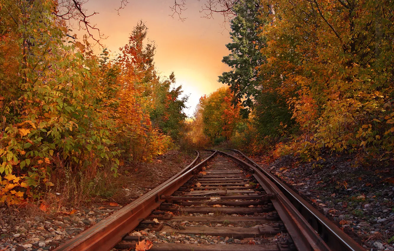 Фото обои осень, лес, листва, рельсы, colors, forest, листопад, Autumn