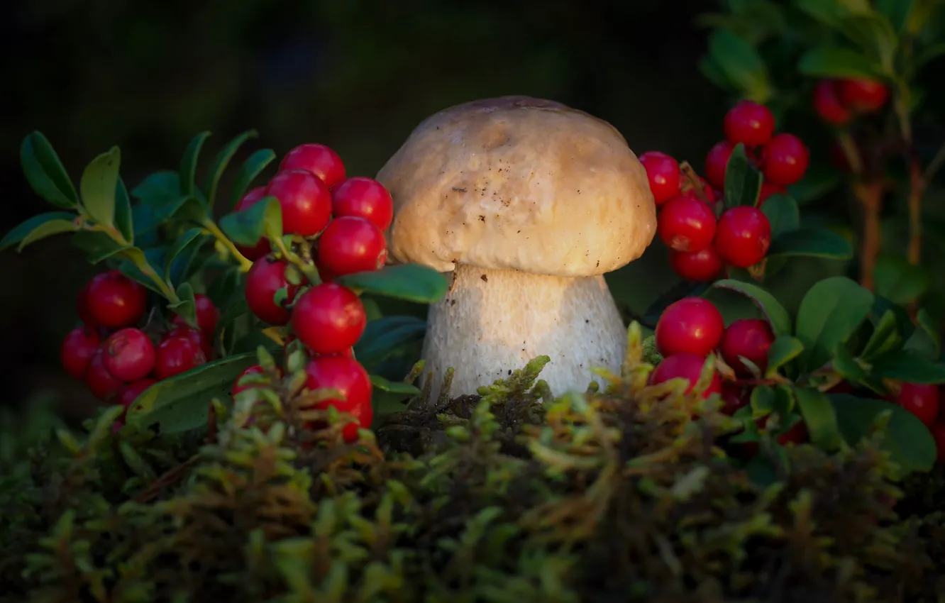 Фото обои природа, ягоды, гриб, мох, брусника