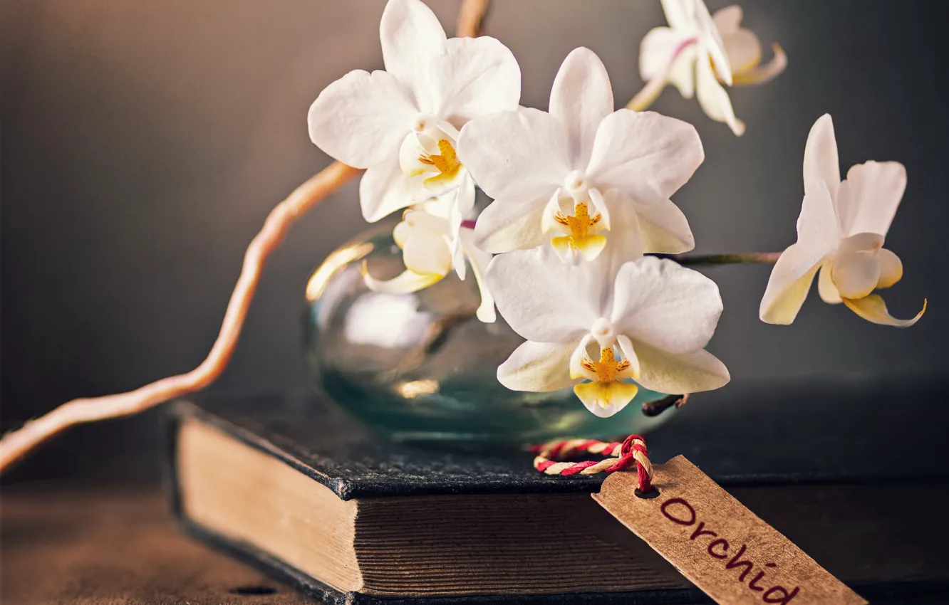 Фото обои цветы, книга, орхидеи