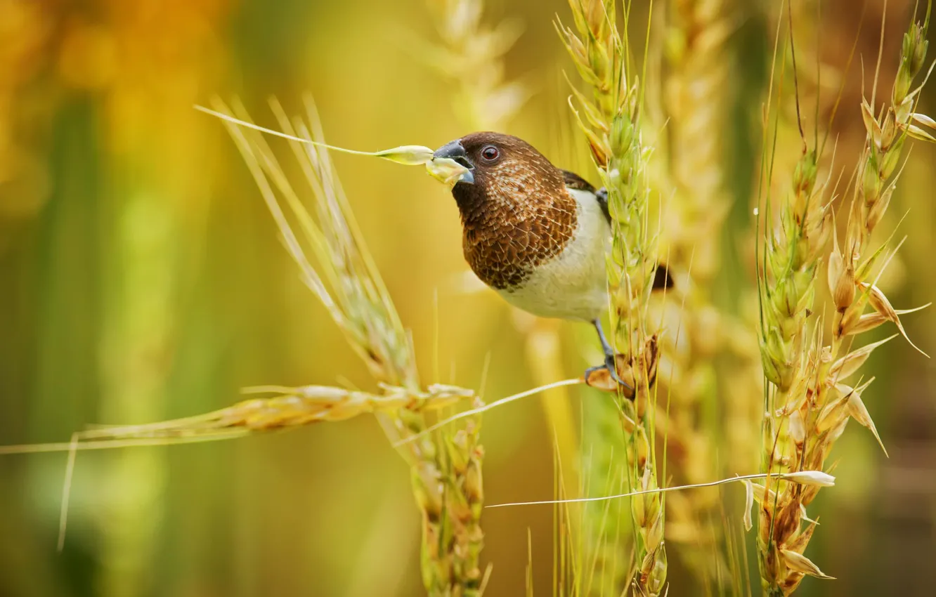 Фото обои пшеница, макро, природа, птица, растение, клюв, колосья, Японский амадин