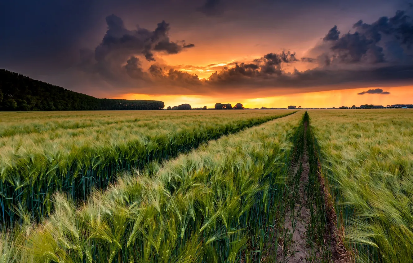 Фото обои поле, лето, закат, колосья