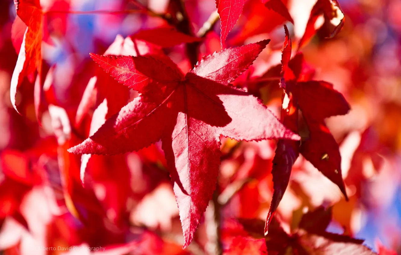 Фото обои осень, листья, макро, клен
