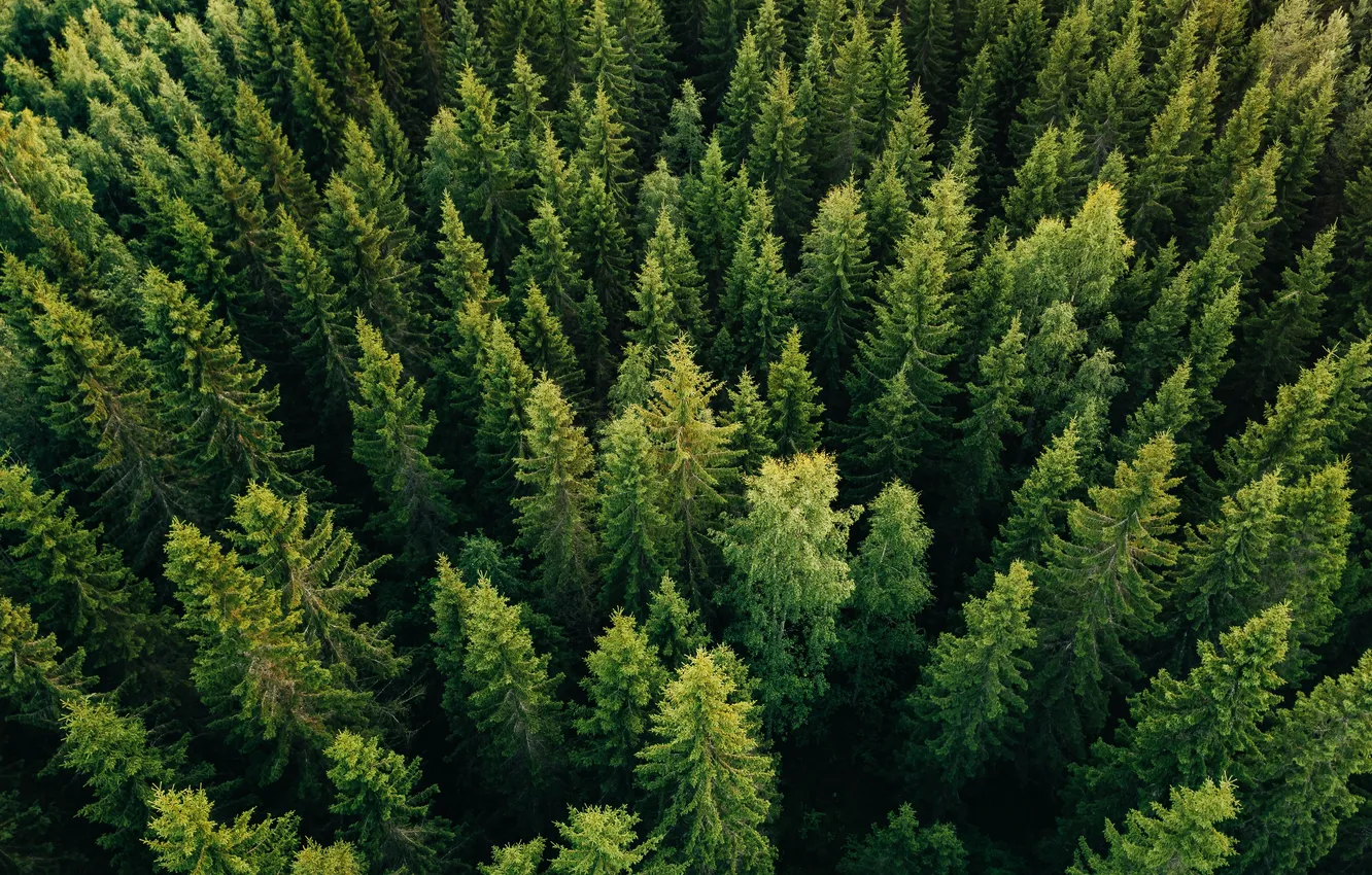 Фото обои green, light, forest, fresh, landscape, nature, foliage, finland