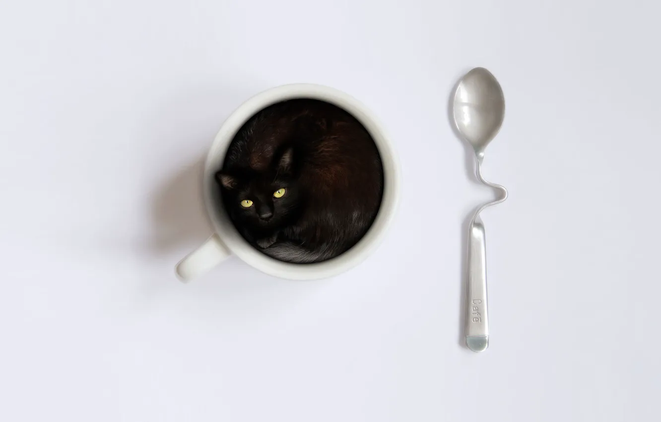 Фото обои котенок, ложка, чашка