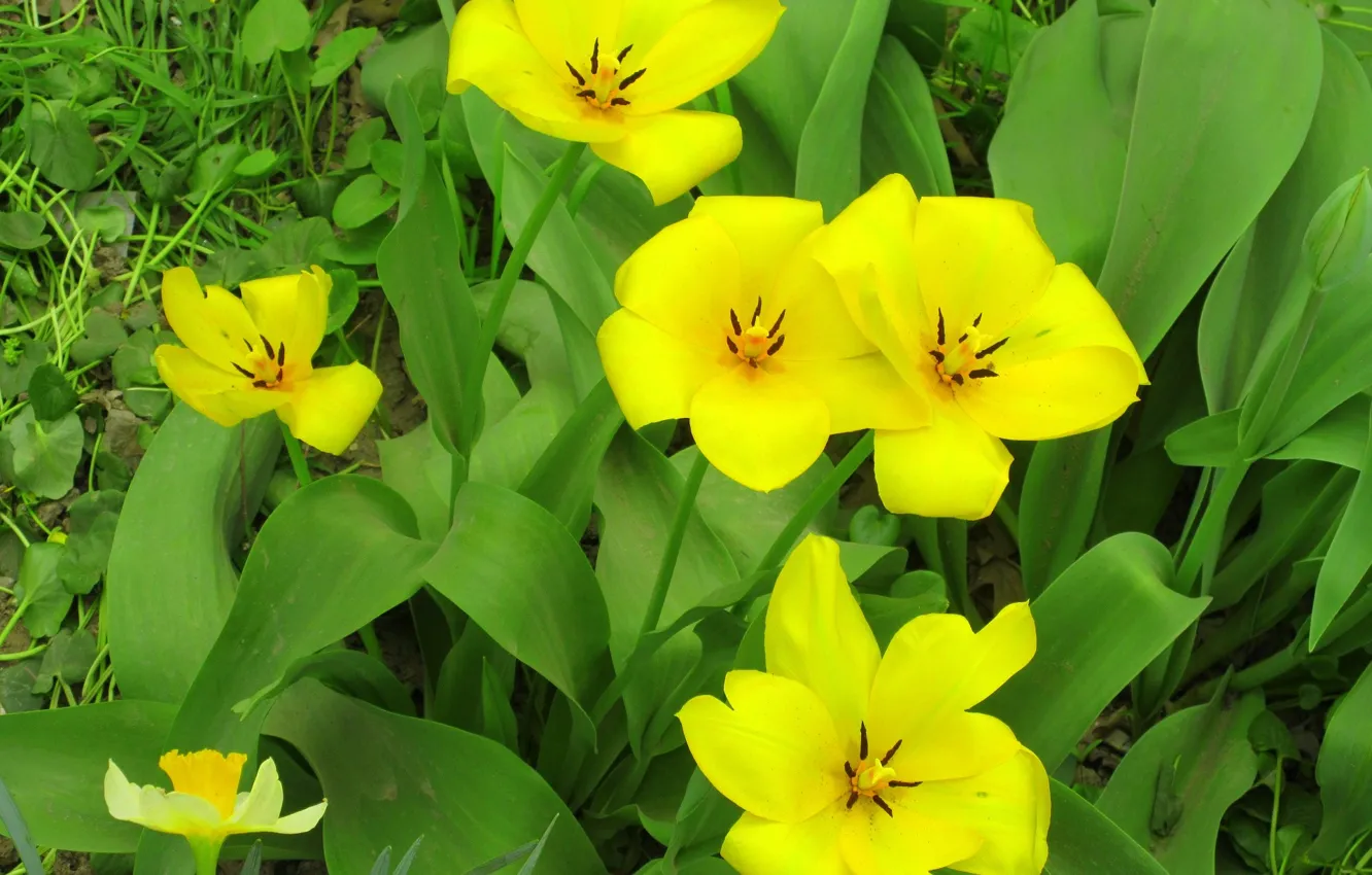Фото обои цветы, жёлтые тюльпаны, весна 2018, Meduzanol ©