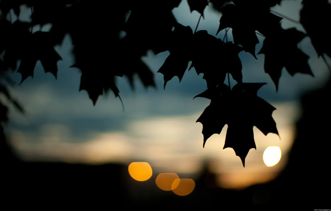 Фото обои осень, листья, темно
