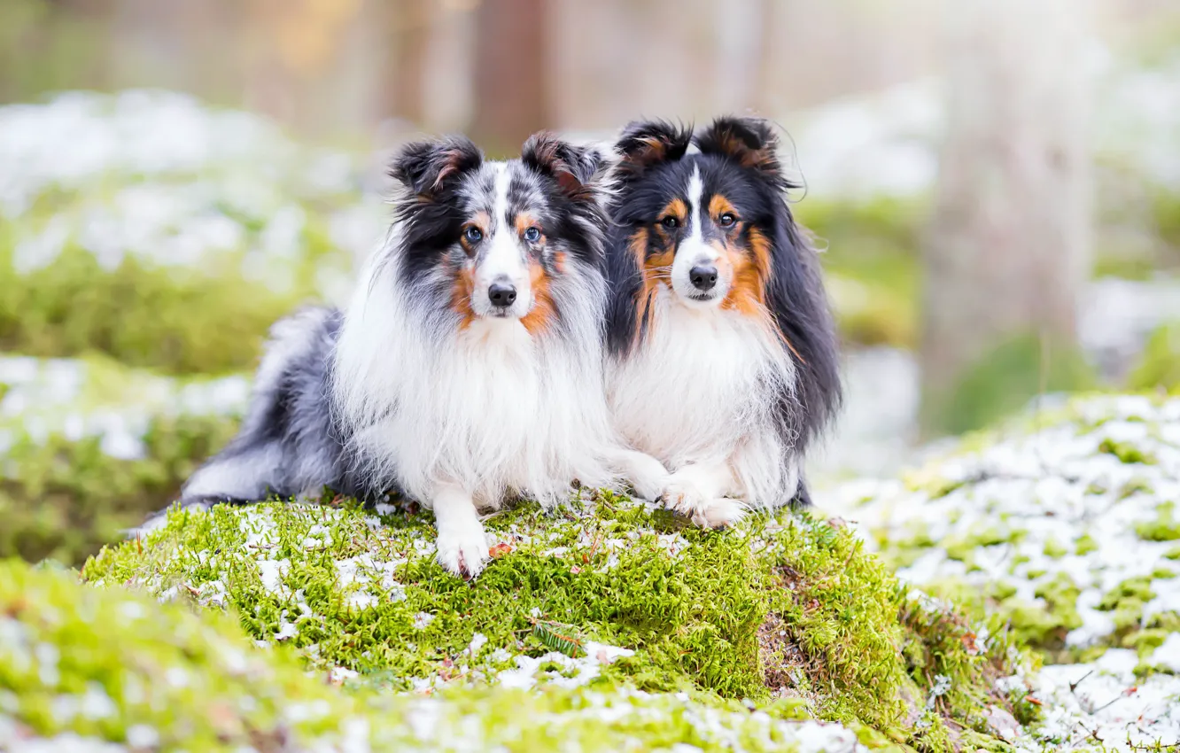 Фото обои собаки, природа, парочка, шелти, шетландская овчарка