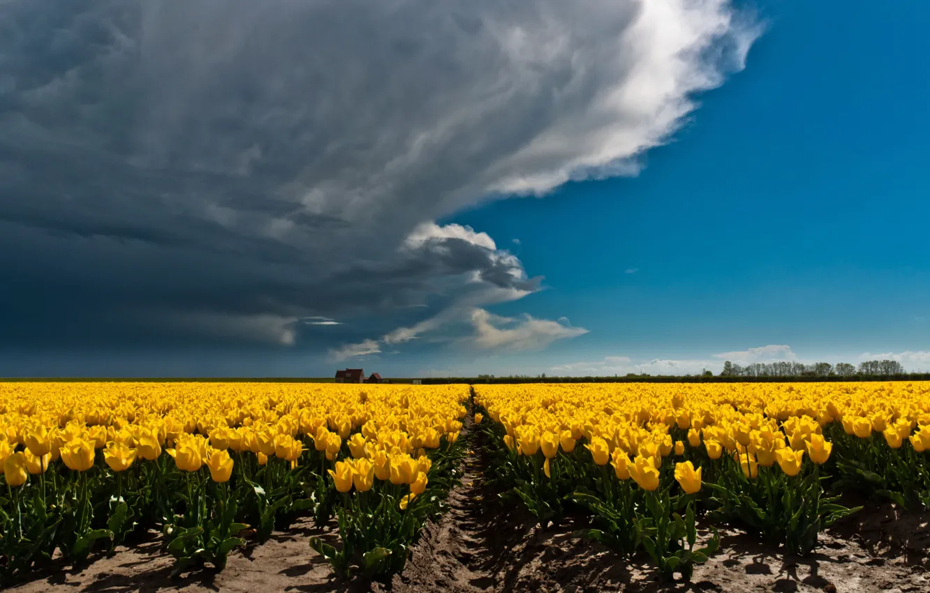 Фото обои поле, небо, облака, цветы, тучи, синева, яркие, весна