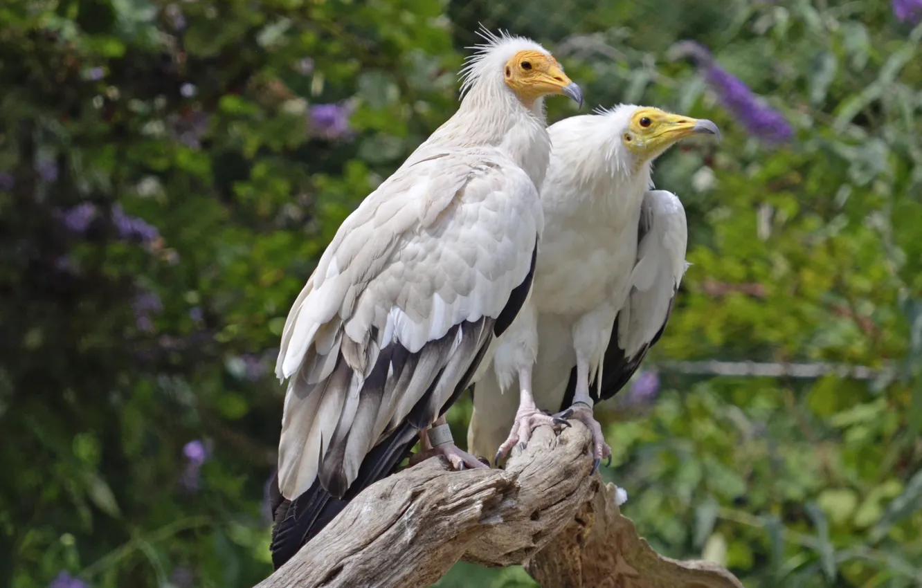 Фото обои Pair, Raptors, two white bird perching on branch, Egyptian Vulture