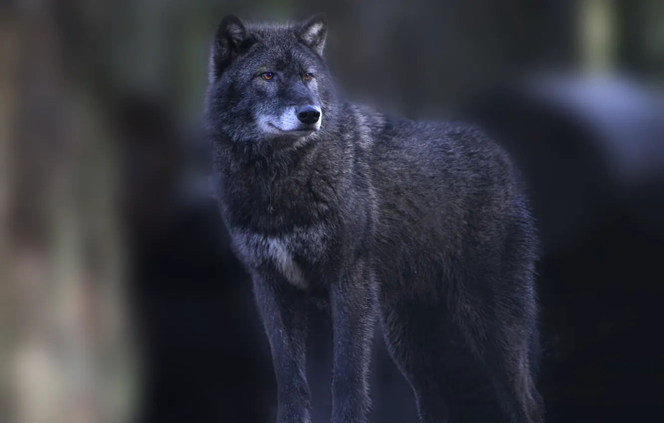 Фото обои серый, волк, стоит, смотрит