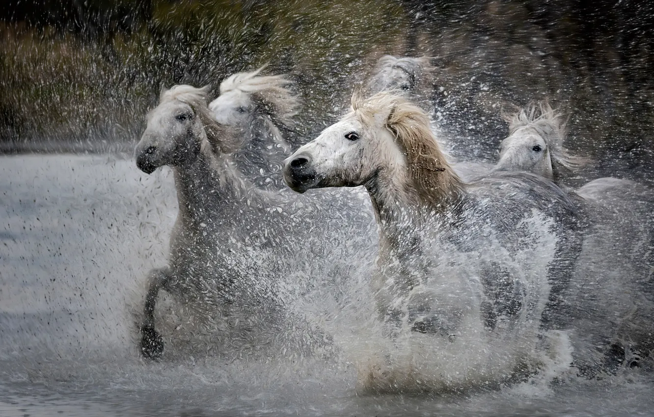 Фото обои волны, взгляд, капли, брызги, природа, кони, обработка, лошади