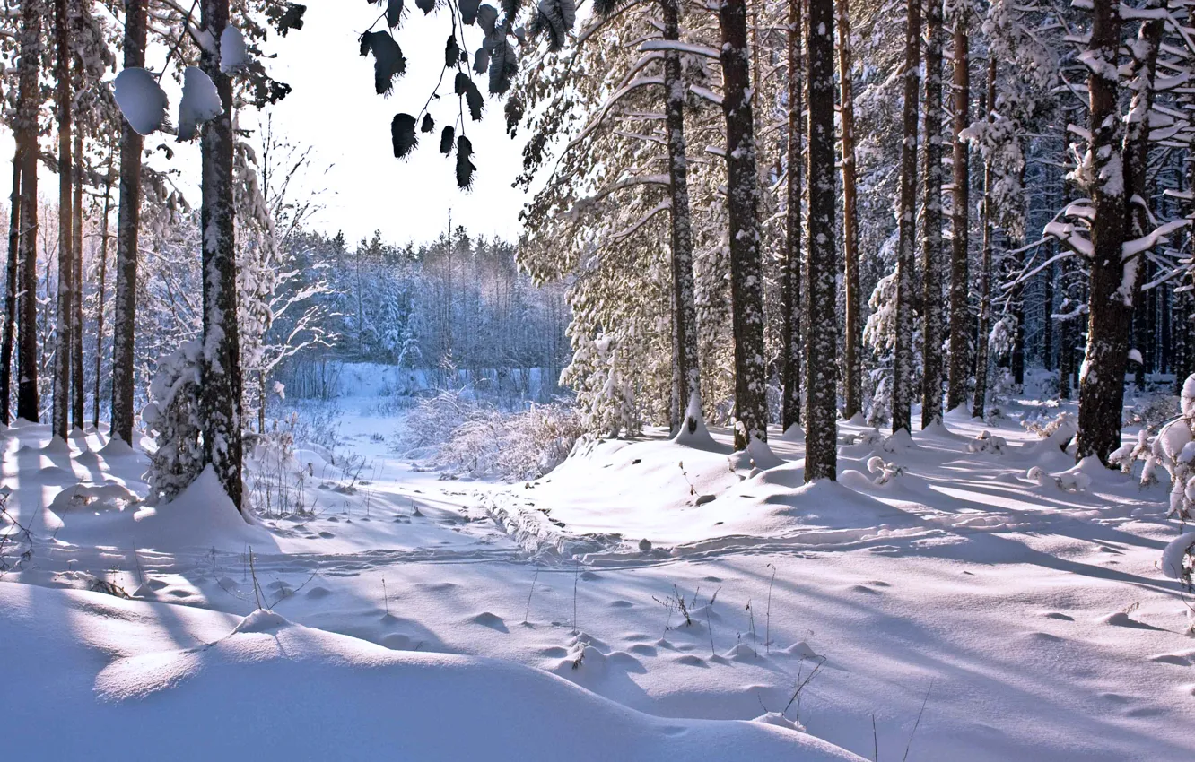 Фото обои зима, лес, солнце, снег, тень, forest, Winter, snow