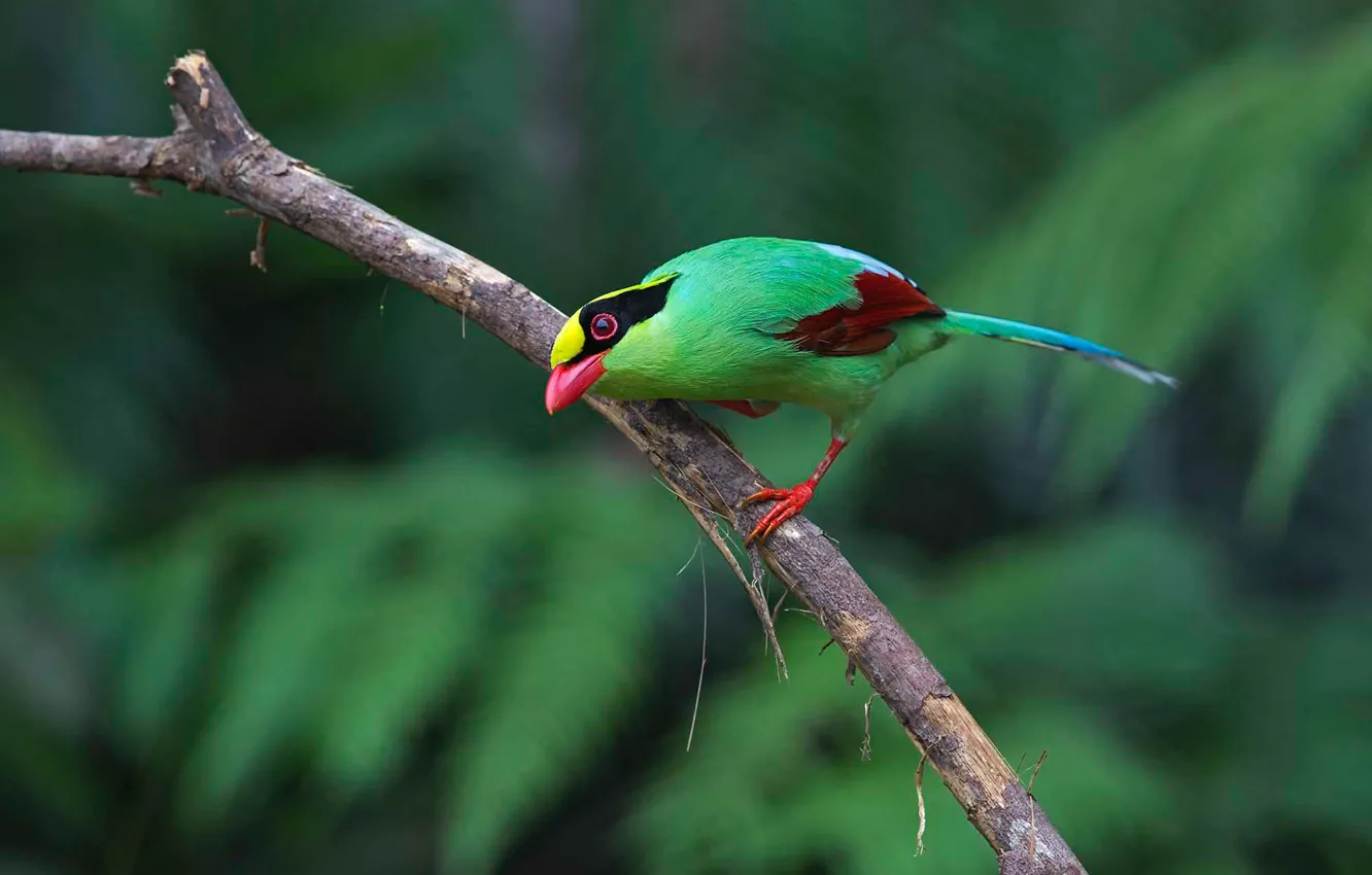Фото обои птица, краски, ветка, перья, клюв, хвост, зелёная цисса