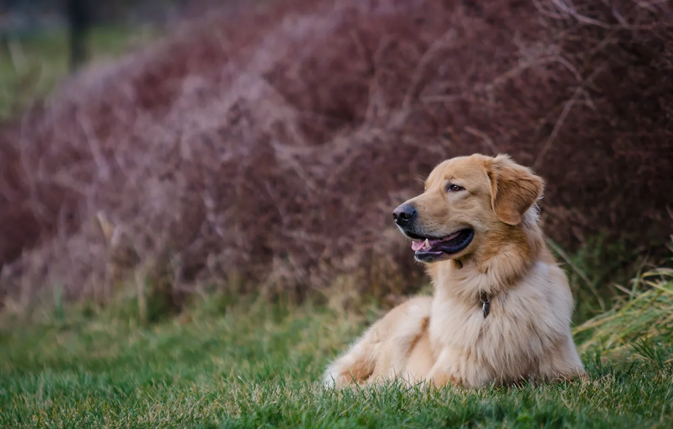 Фото обои отдых, собака, Голден ретривер, Золотистый ретривер