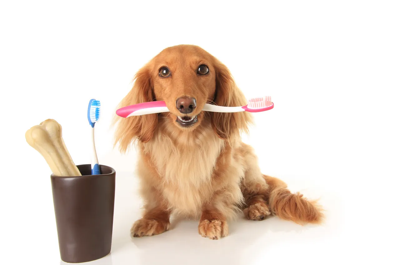 Фото обои care, dog, animal, cute, brush, dachshund, bone, canine