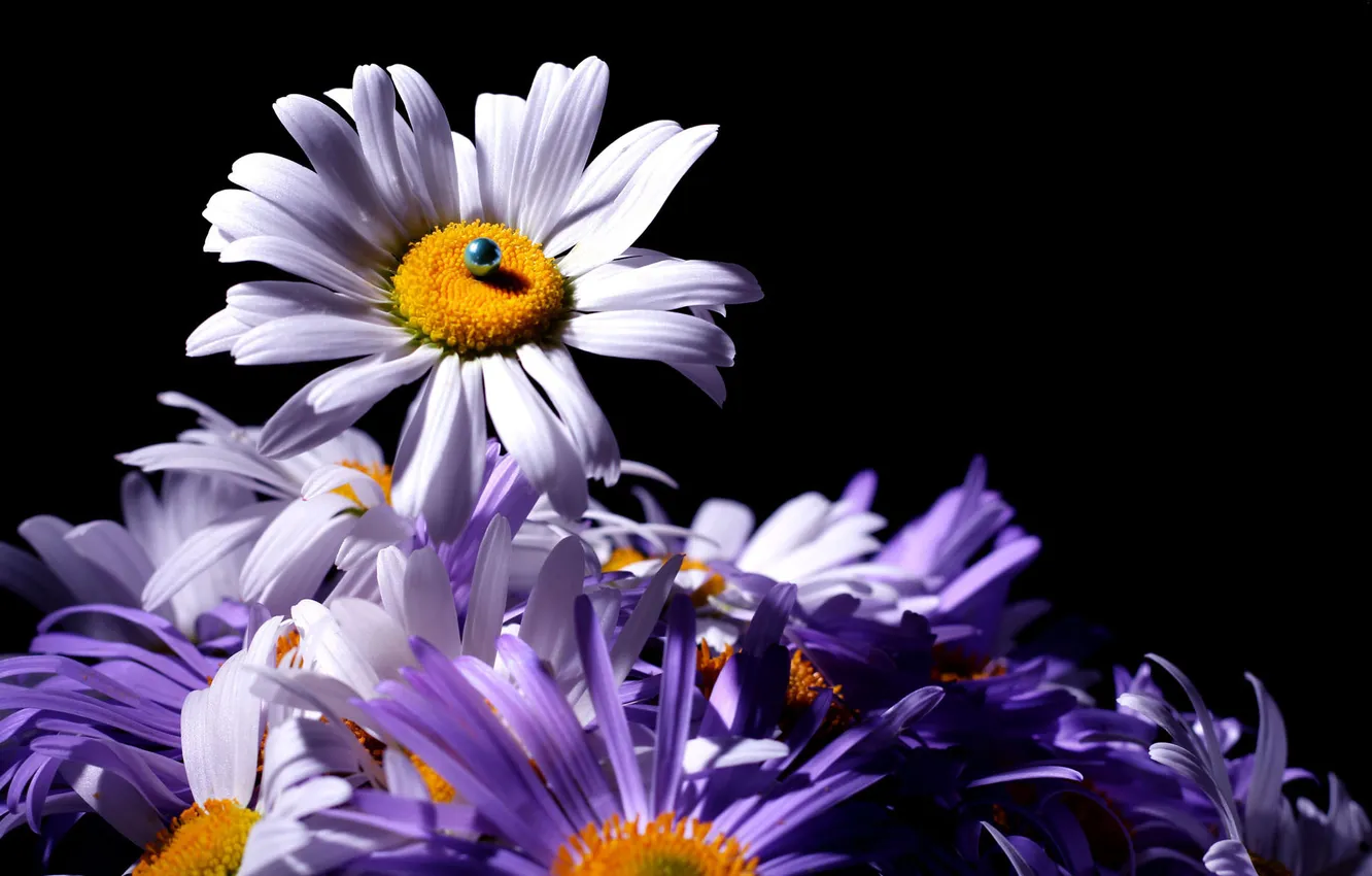 Фото обои цветы, темный фон, хризантемы, бусинка