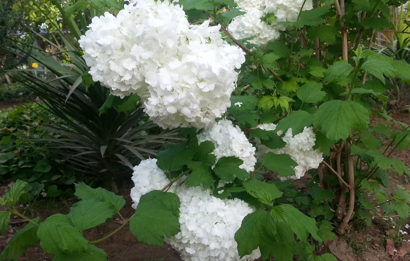 Фото обои green, flowers, iran