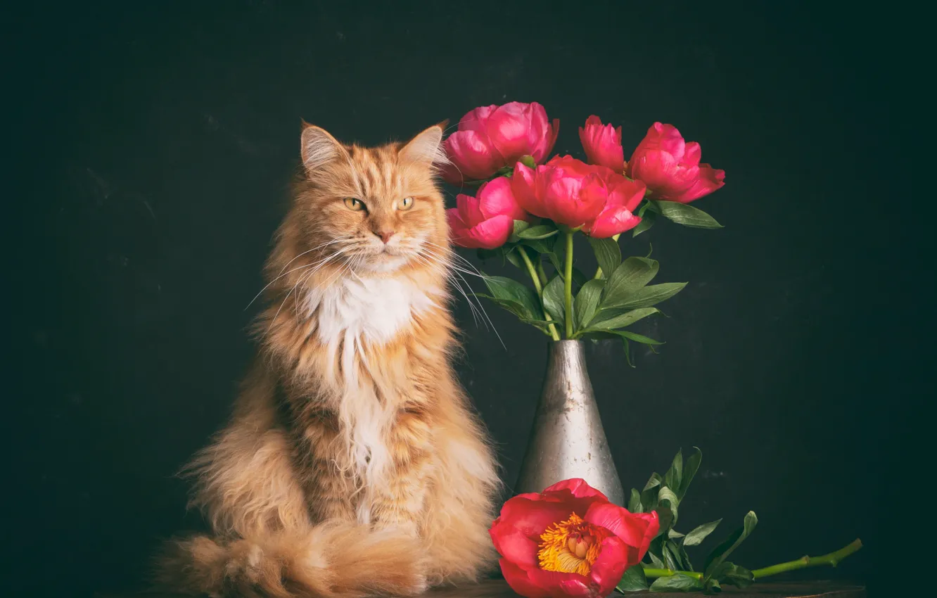 Фото обои кошка, кот, цветы, рыжий