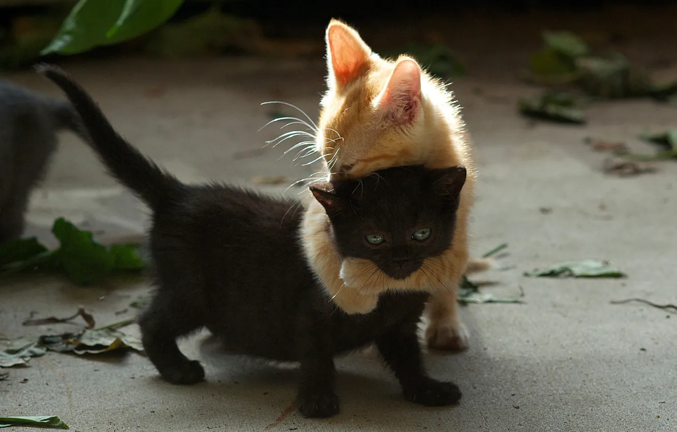 Фото обои черный, игра, рыжий, котята, двое