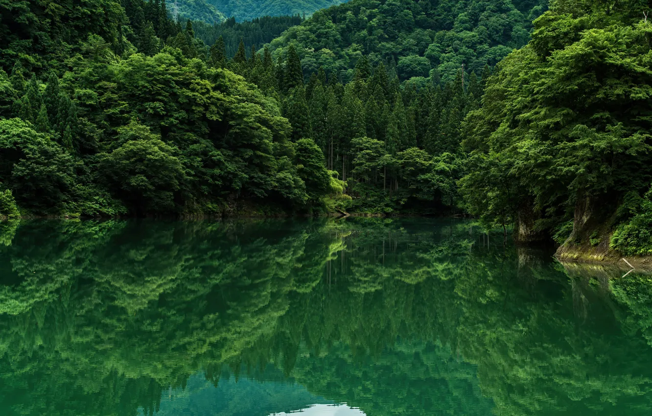 Фото обои green, trees, landscape, nature, lake, grennery