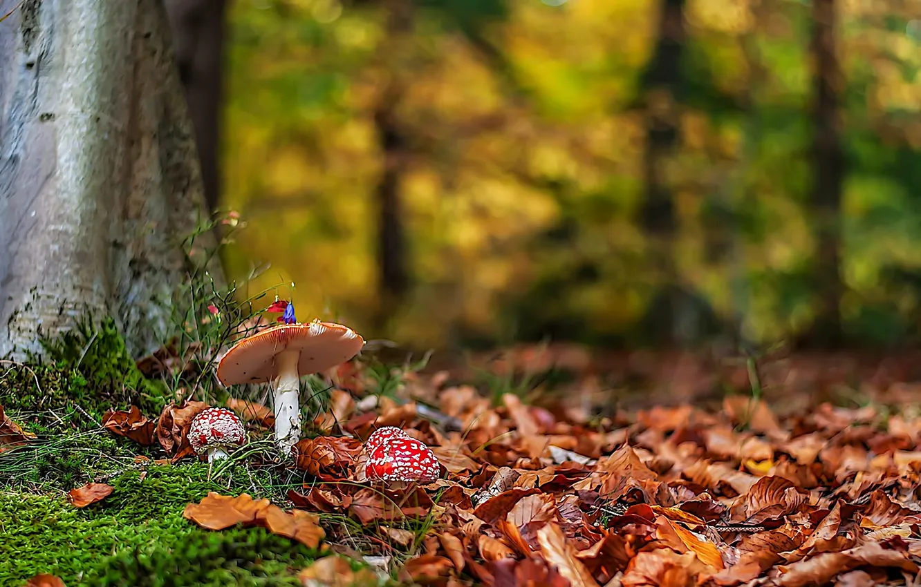 Фото обои осень, лес, листья, природа, грибы, мухоморы