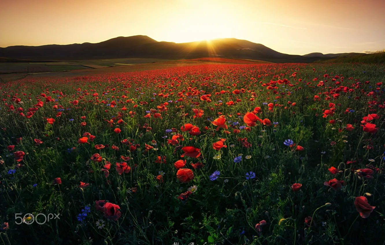 Фото обои поле, небо, солнце, свет, цветы, маки