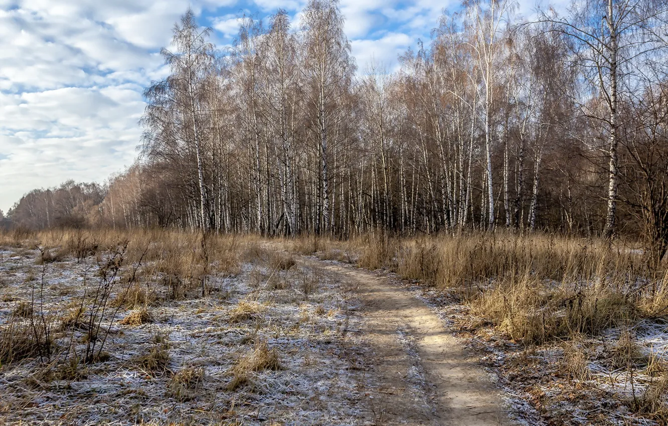 Фото обои иней, поле, берёзы