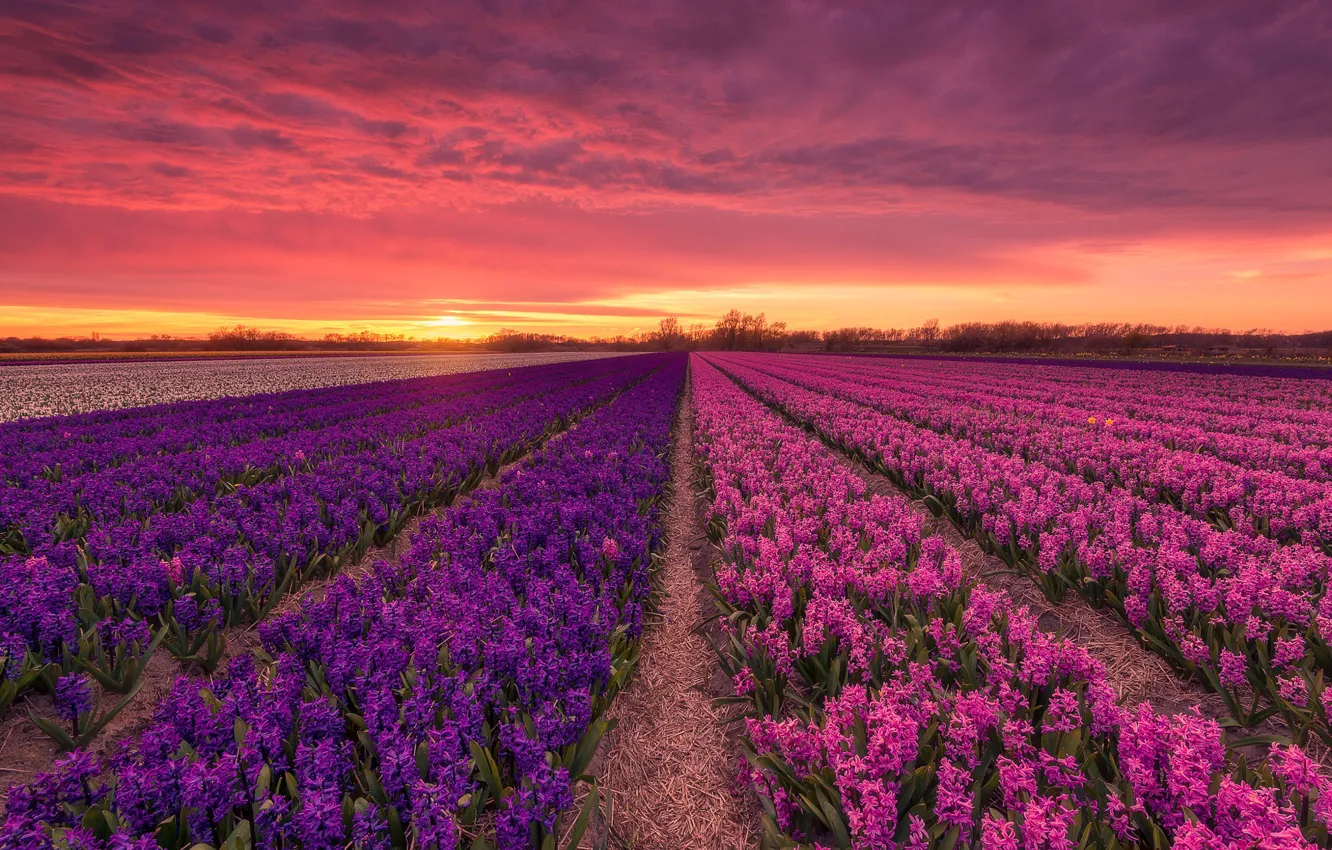 Фото обои поле, закат, Голландия, гиацинты