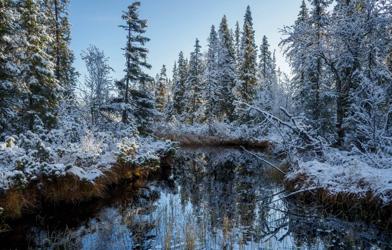 Фото обои осень, лес, снег, река