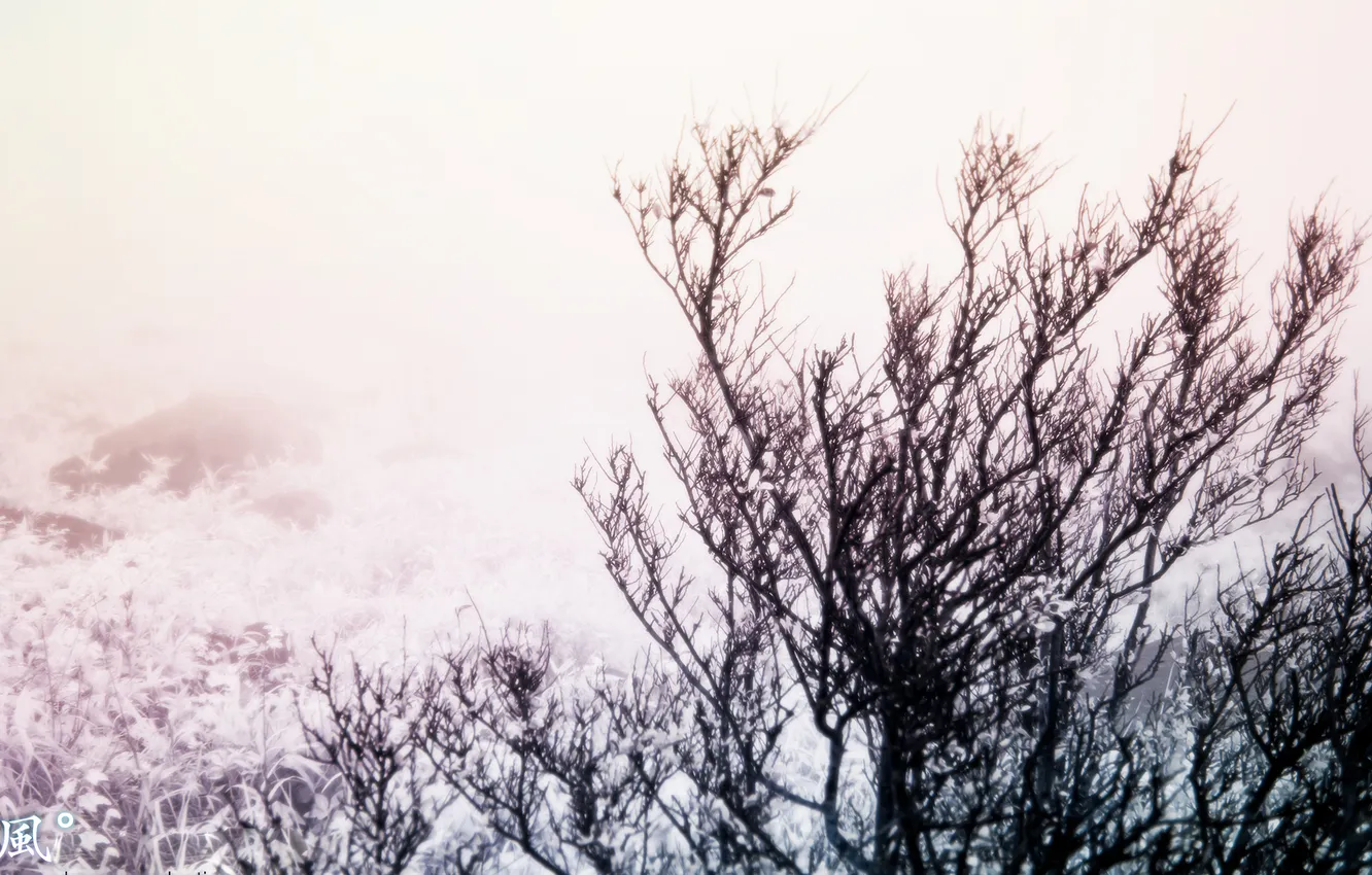 Фото обои снег, дерево, dream production