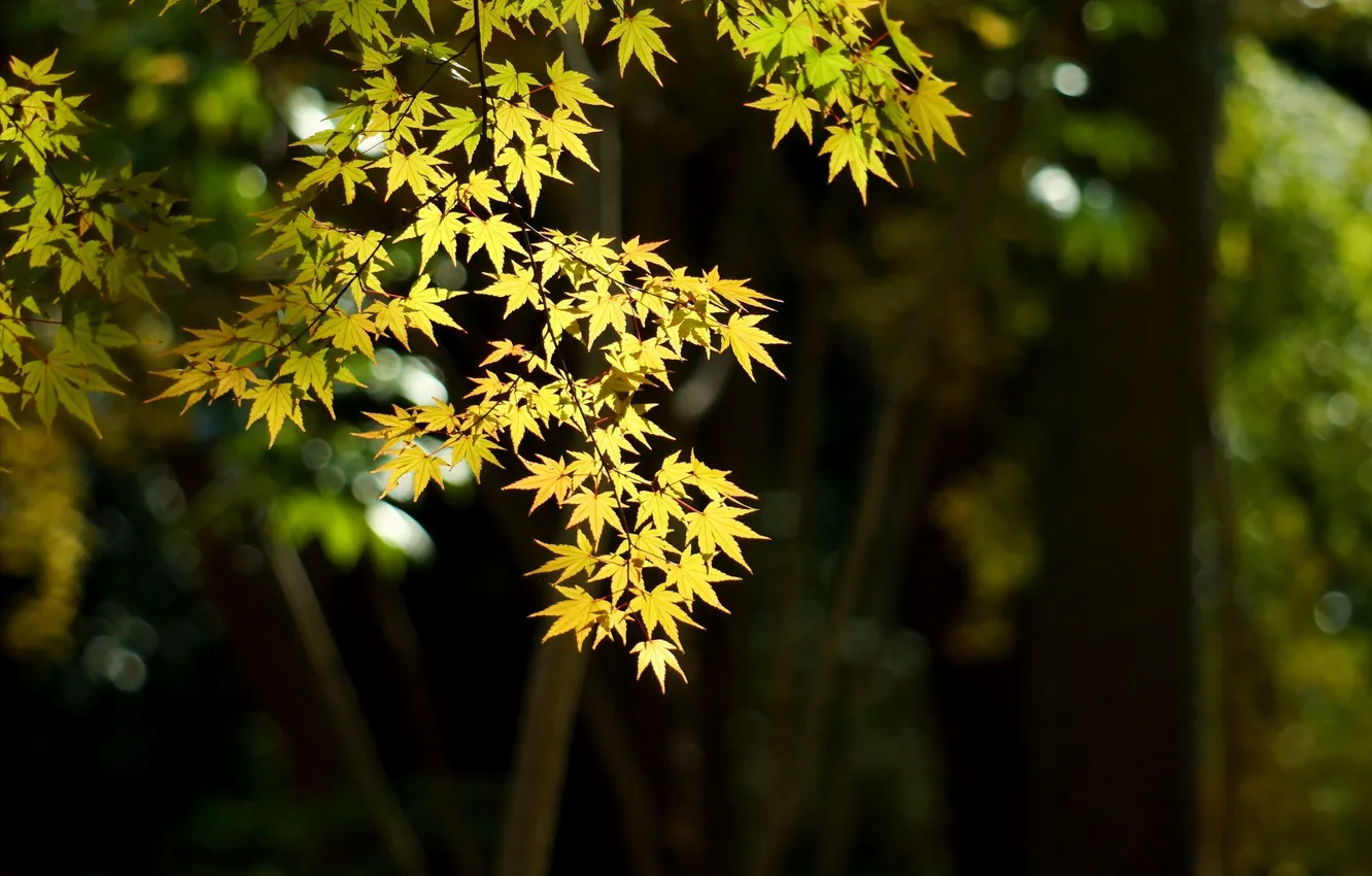Фото обои листья, свет, дерево, фокус, клен, волнце