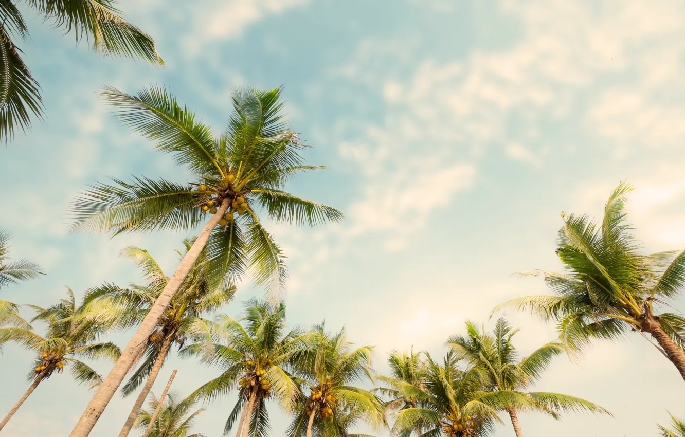 Фото обои пляж, лето, небо, пальмы, summer, beach, beautiful, paradise