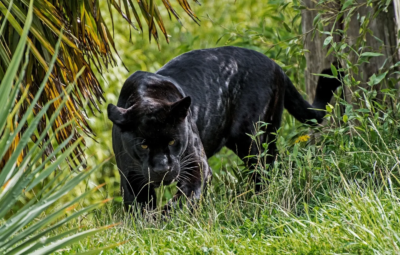 Фото обои хищник, пантера, дикая кошка, смотрит, чёрный ягуар