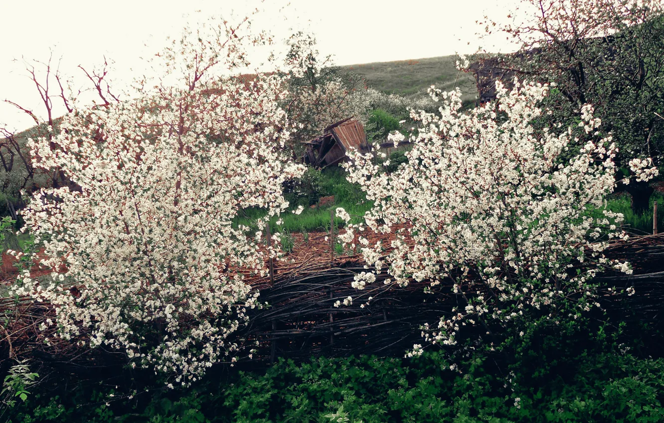 Фото обои деревья, забор, весна, тын
