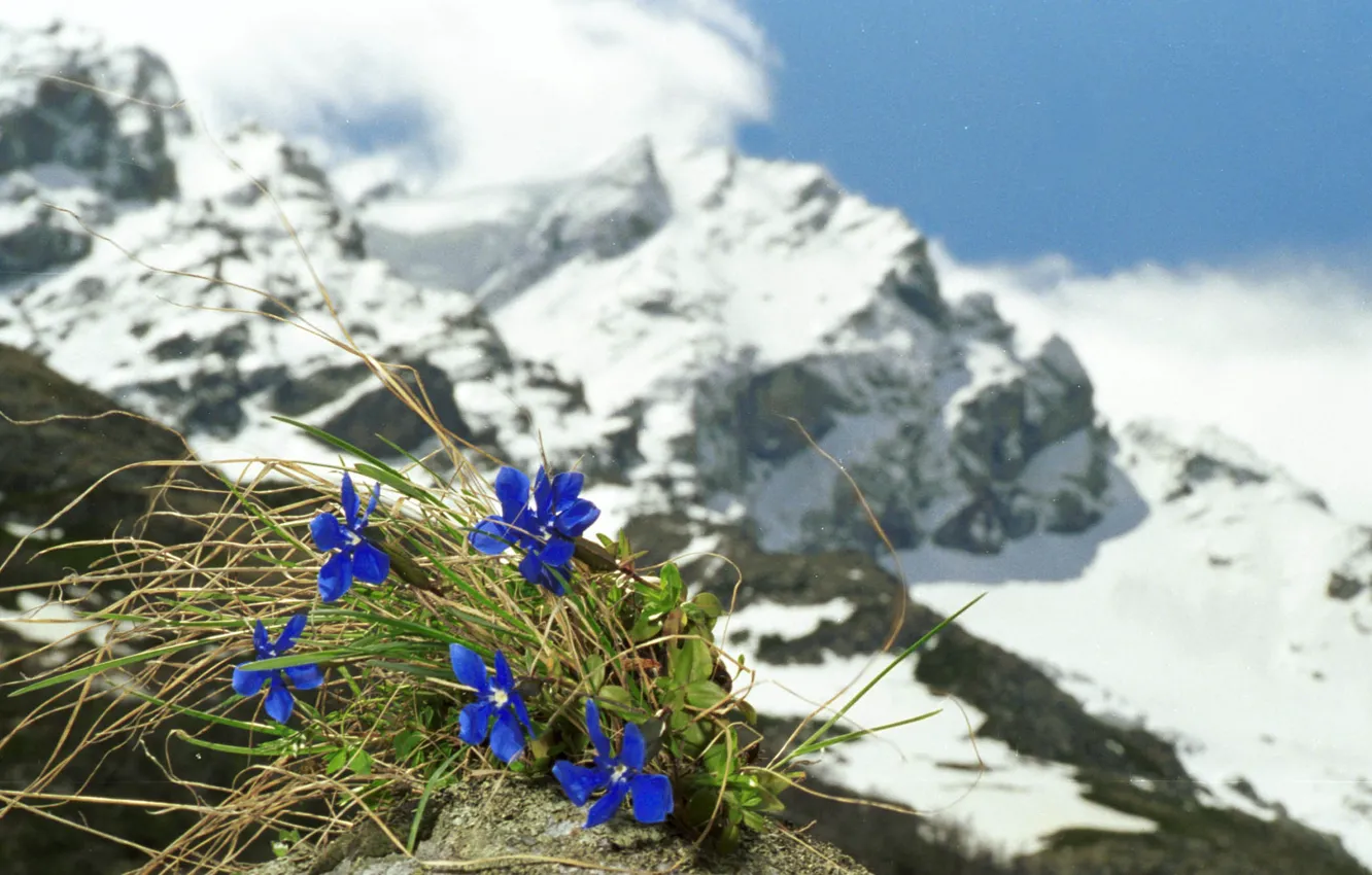 Фото обои Цветы, Горы, Снег, Горный Пейзаж, Генцианы